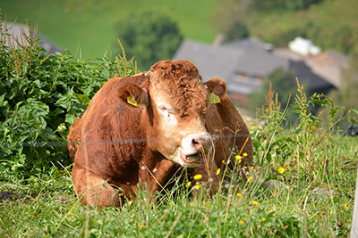 Tierisches Vergnügen am Sonnerhof