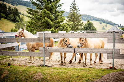 Tierisches Vergnügen am Sonnerhof