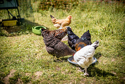 Tierisches Vergnügen am Sonnerhof